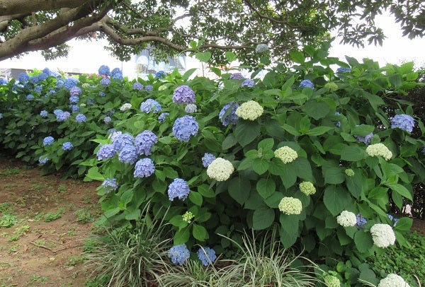 元町 中華街 横浜でも紫陽花を楽しめる 山下公園 山下公園通り リビング横浜web