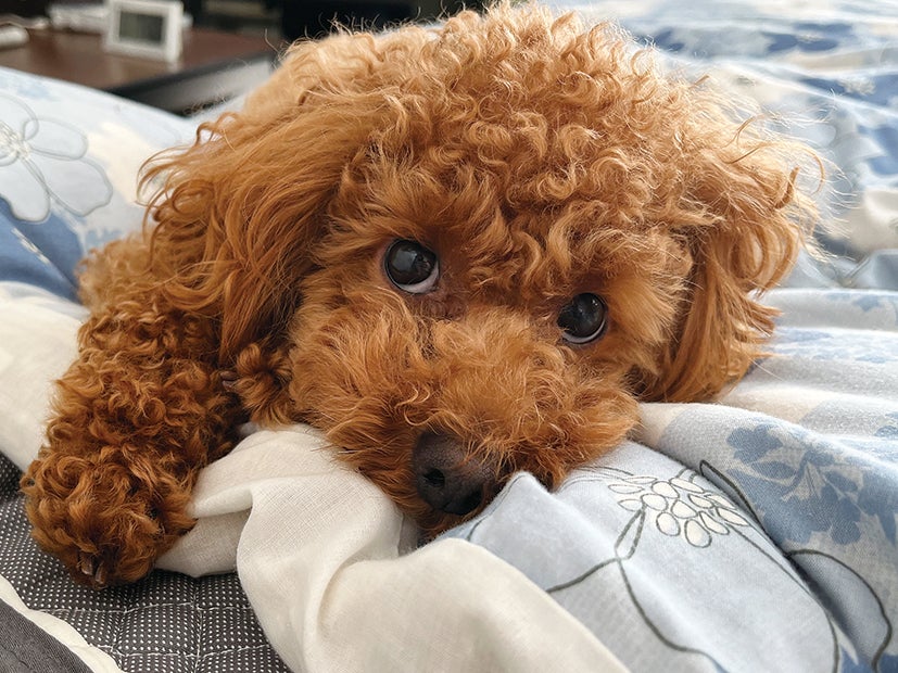 ペットのきもち Vol 80 トイプードル まる リビングかごしまweb