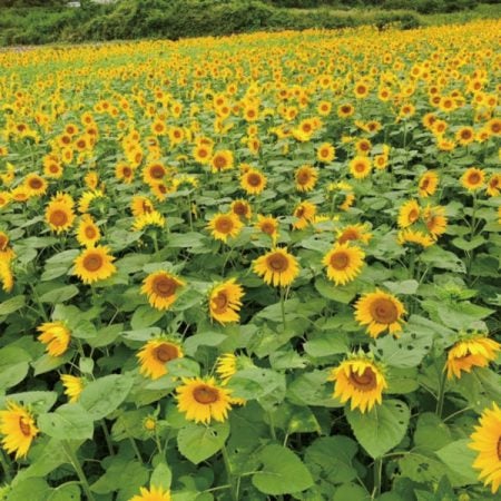 夏休みも！夏休み明けも！ヒマワリ畑で、ハッピーサマー in 愛媛｜特集