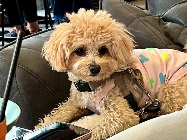 赤坂 保護犬猫団体プロデュース 腸活ドッグメニューありのブルックリン風 バズカフェ で愛犬同伴ランチを リビング東京web 赤坂 保護犬猫団体プロデュース 腸活ドッグメニューありのブルックリン風 バズカフェ で愛犬同伴ランチを リビング東京web