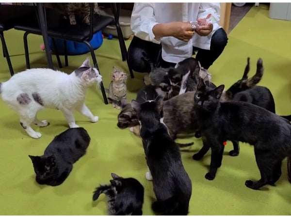 芦屋町 にゃんこまみれ じゃむ屋 ねこバル リビングふくおか 北九州web