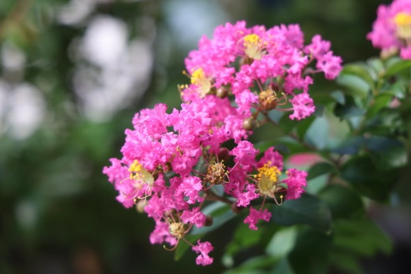 センター北】今が最盛期のサルスベリ ストリート｜Madame MのCamera