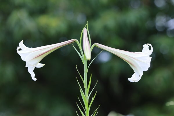 最近よく見かけるタカサゴユリ、実は・・・！｜Madame ＭのCamera