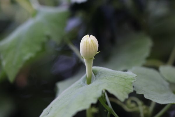 暗闇に咲く ひと夜限りの華麗な花 カラスウリ Madame ｍのcamera リビング田園都市web