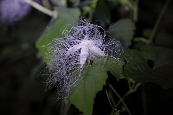 暗闇に咲く ひと夜限りの華麗な花 カラスウリ Madame ｍのcamera リビング田園都市web
