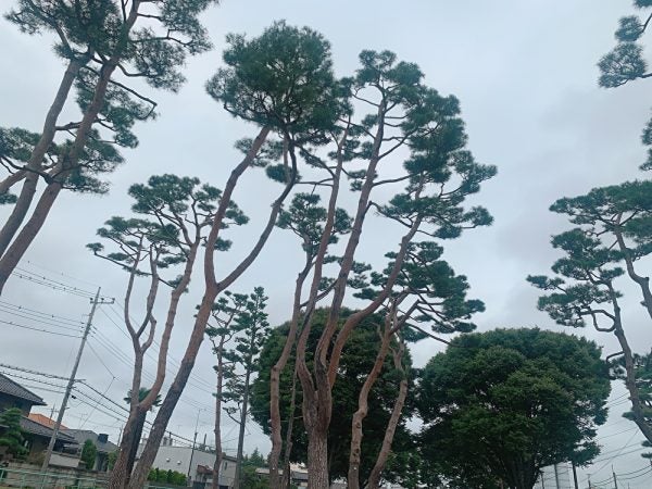 宇都宮】松の木がたくさんそびえ立つ【越戸北児童公園】 | リビング栃木Web