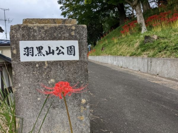 観るなら今でしょ 妖艶な赤に吸い込まれる彼岸花 羽黒山公園 リビング仙台web