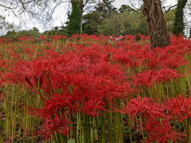 観るなら今でしょ 妖艶な赤に吸い込まれる彼岸花 羽黒山公園 リビング仙台web