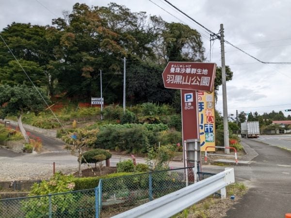 観るなら今でしょ 妖艶な赤に吸い込まれる彼岸花 羽黒山公園 リビング仙台web