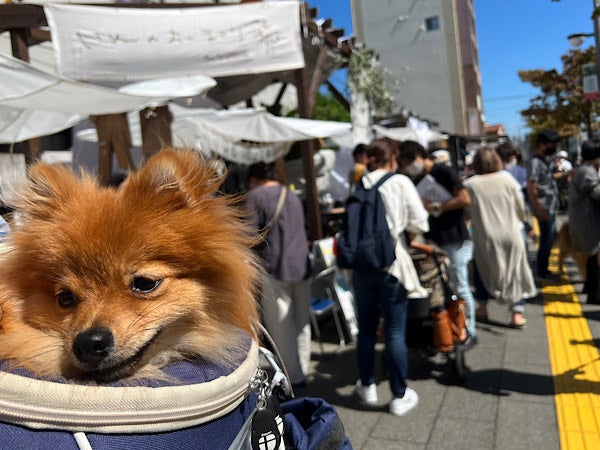 草加】わんこが主役！『いぬのおまつり』で、愛犬とにっこりな休日♪ | リビング埼玉Web