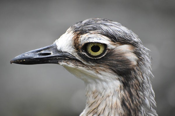 越谷】巨大な鳥かごの中へ！日本最大級のバードケージ『キャンベル