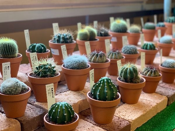 堺】観葉植物×CAFE「ザ スープ グリーンアンドカフェ」 | リビング大阪Web