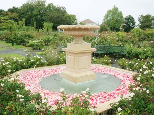 香り高い秋バラが楽しめる イベント盛りだくさんの 京成バラ園 リビング千葉web