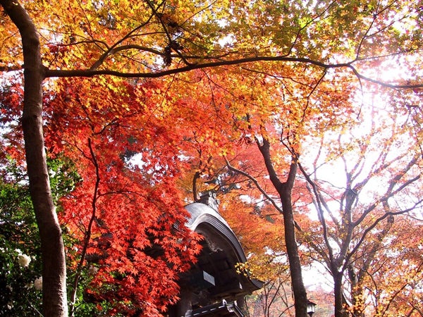 兵庫】2022年秋 神戸・阪神間の紅葉 名所11選！ 見ごろ情報も紹介