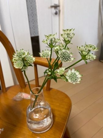 スワッグdeお部屋を華やかに Hanaichi 松山市白水台 リビングえひめweb スワッグdeお部屋を華やかに Hanaichi 松山市白水台 リビングえひめweb