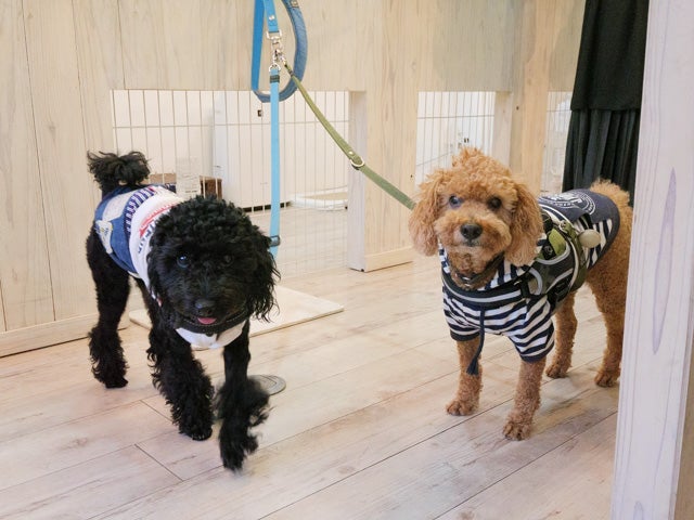 生の松原 愛犬家必見 わんこフレンドリーなドッグカフェに行ってきたよ リビングふくおか 北九州web