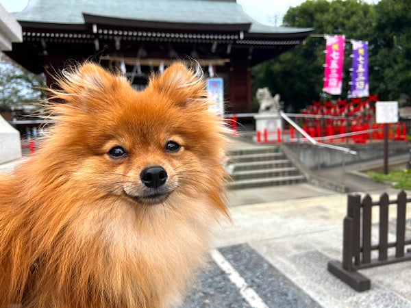 埼玉 神社 ペット連れ