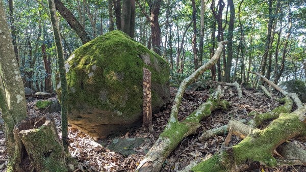 苔の生えた岩