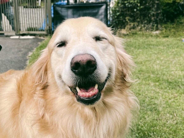 静岡市葵区】ワンちゃんと一緒にリフレッシュ ゴールデンドッグ