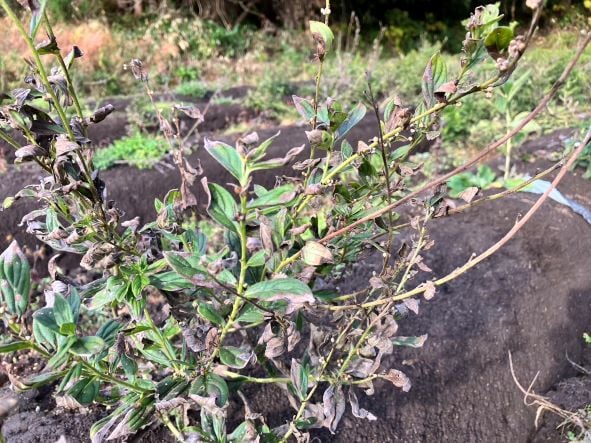 【宮城県加美町】薬用植物『ムラサキ』の収穫に行ってきました | リビング仙台Web