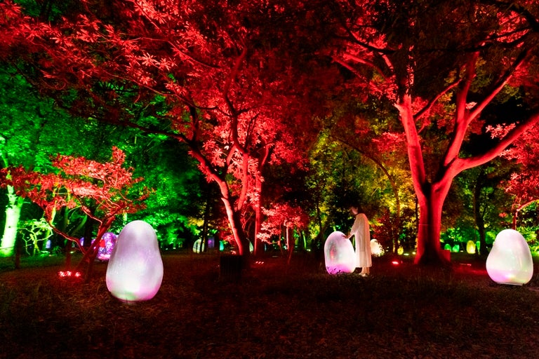 大阪 長居 夜の長居植物園が美しい チームラボ 紅葉のライトアップと冬季限定の演出は必見 リビング大阪web