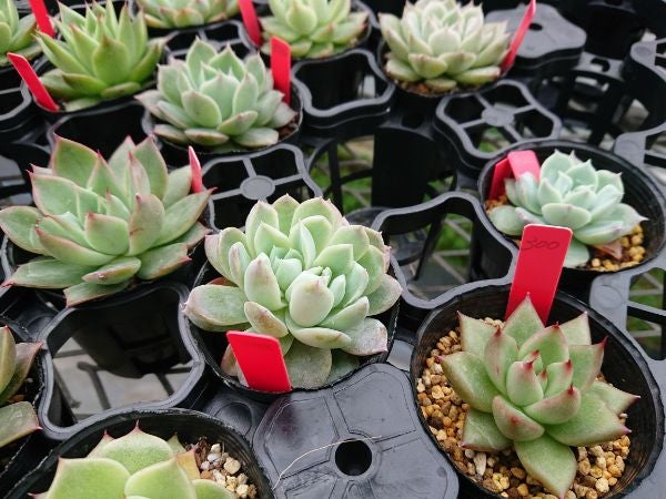 小山 ぷくぷく可愛い多肉植物がい っぱい ハウス園芸店 Iku Plants リビング栃木web