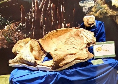 アキシマエンシスで、クジラの化石の説明を＠昭島｜多摩