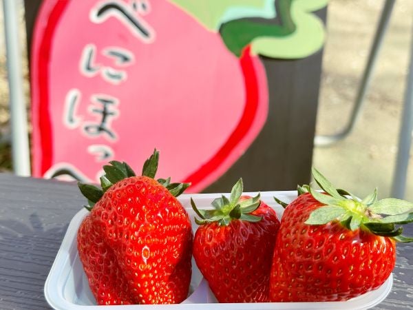 東郷町】「コンドウ農園」でいちご狩り！紅ほっぺとよつぼしを食べ比べ