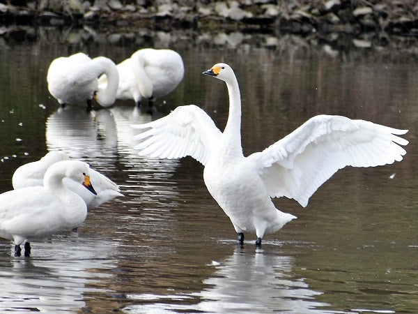 川島】はるばる4000kmを経て埼玉へ！野生の白鳥に会える『川島町白鳥 ...