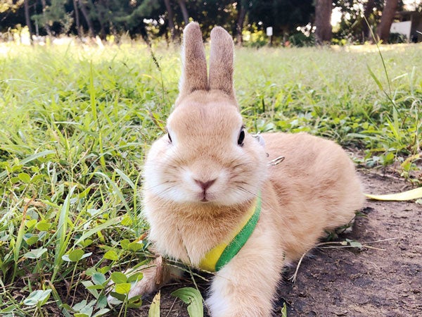 いきもののふしぎ】2023年の干支（卯年）、うさぎを紹介！ | リビング