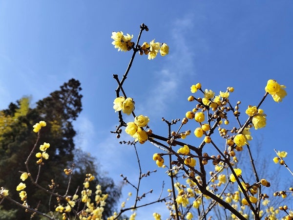 所沢 少し足を延ばして行きたいランニングコース 所沢航空記念公園 リビング埼玉web