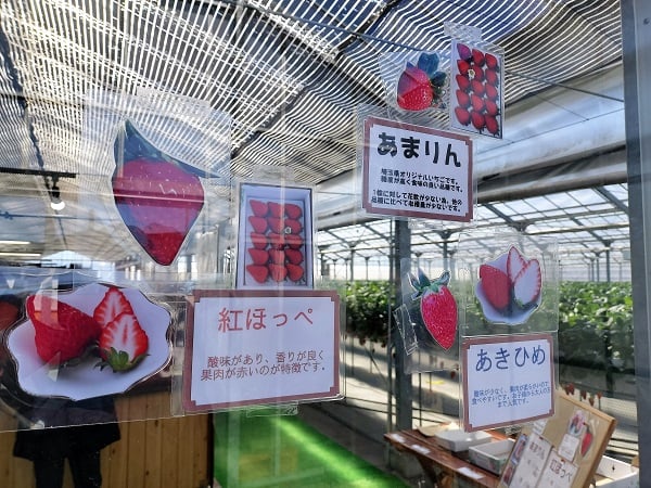 富士見】埼玉県産ブランドいちご”あまりん”が最高に甘い！＠苺の畑