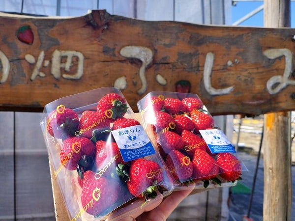 富士見】埼玉県産ブランドいちご”あまりん”が最高に甘い！＠苺の畑