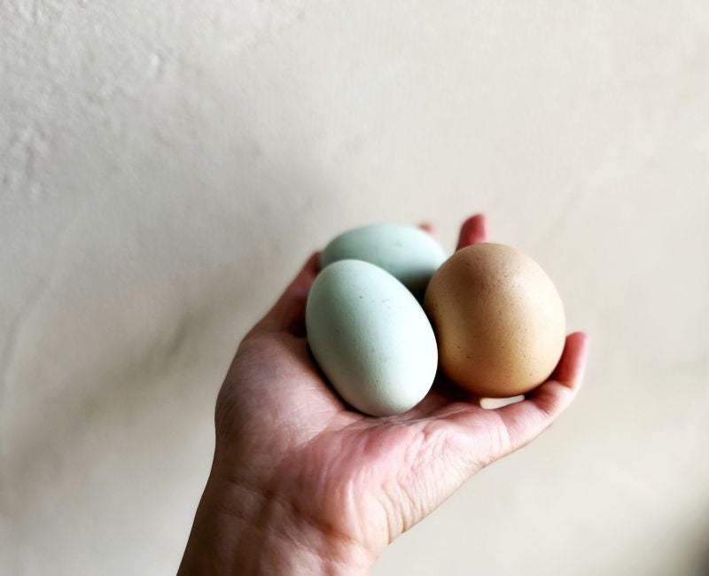 リビング東京Web - 地元密着！ 東京23区のグルメ、イベント、お出かけ、習い事情報