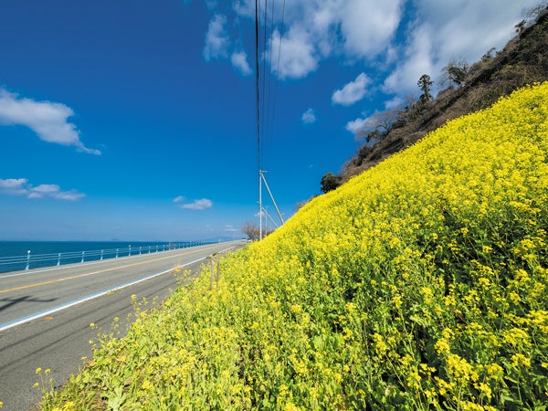 2023年の見頃がわかる！愛媛の「菜の花スポット」最新情報をチェック