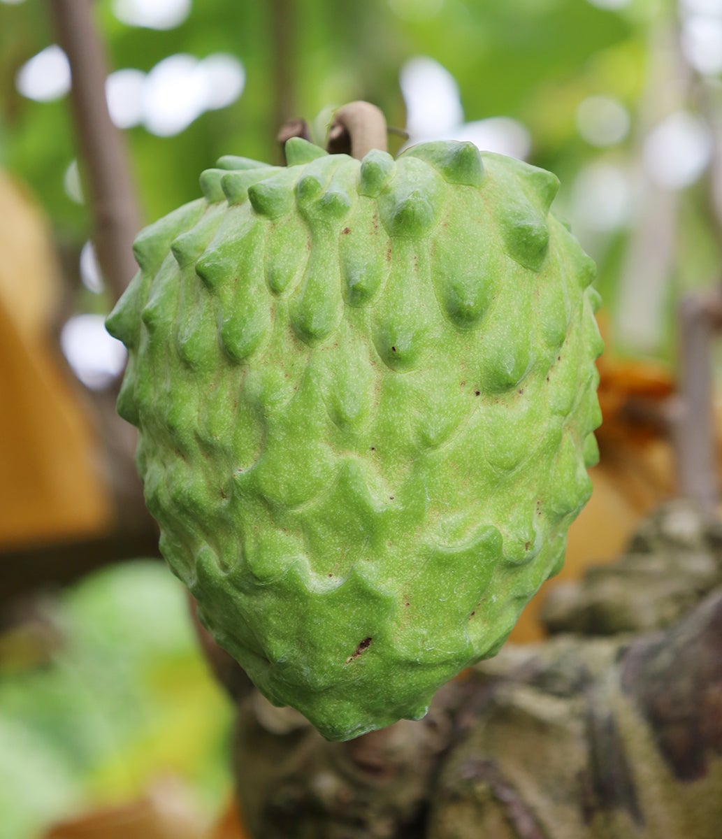 祝日本進出！果物トップクラス糖度の台湾アテモヤは超デリケート