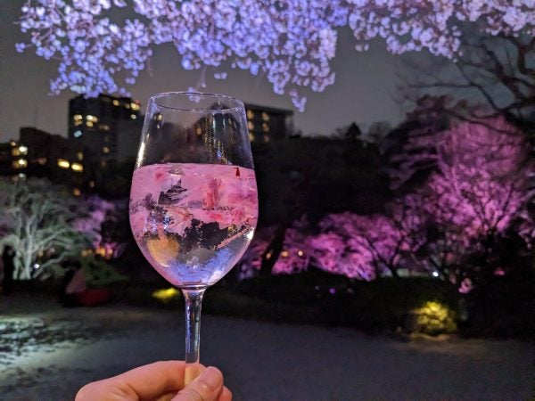 白金台】夜桜ライトアップが尊い！入場無料『TOKYO SAKURA