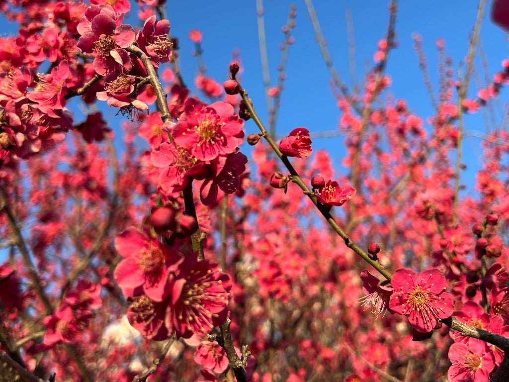 神苑梅林 梅宮大社神苑 ― 京都市右京区の庭園。 | 庭園情報メディア【おに