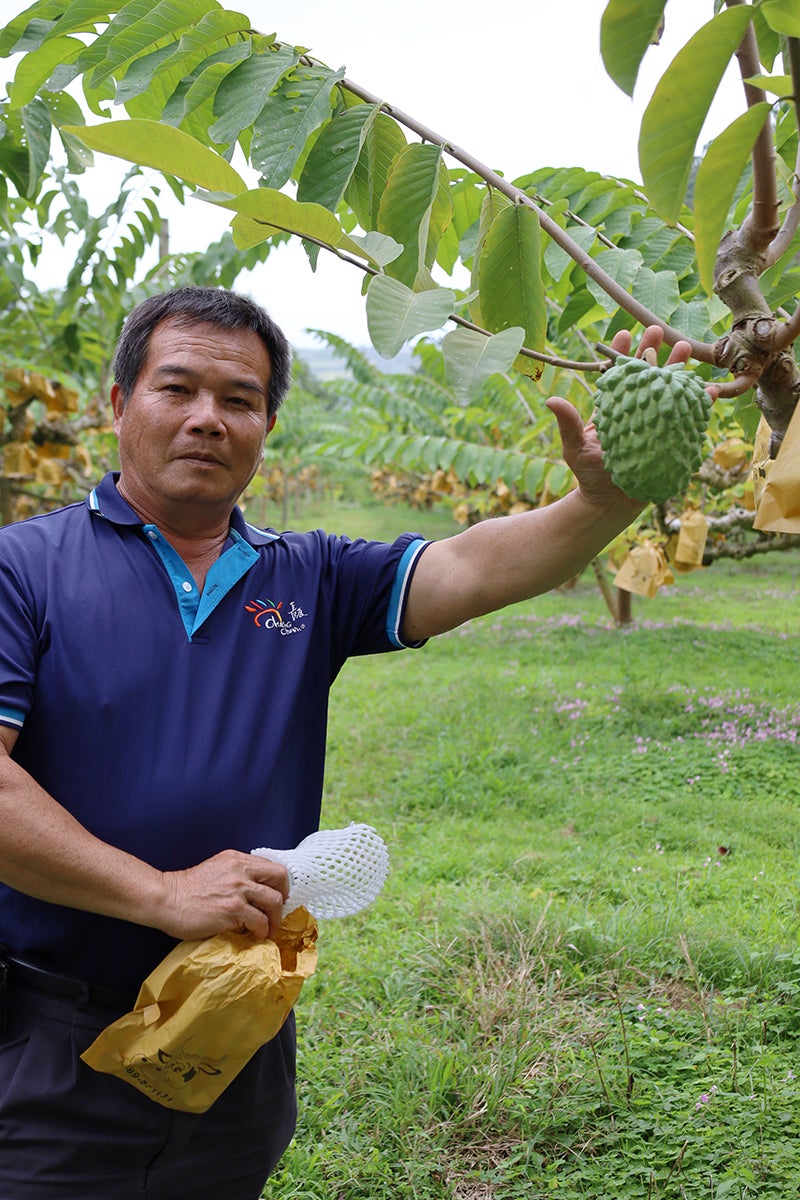 祝日本進出！果物トップクラス糖度の台湾アテモヤは超デリケート