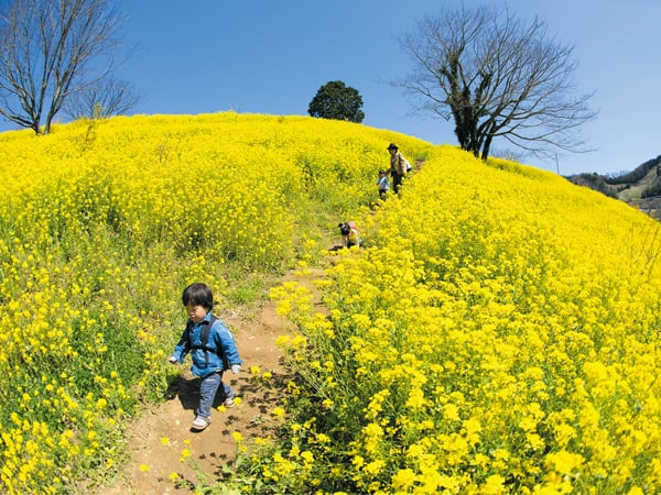 2023年の見頃がわかる！愛媛の「菜の花スポット」最新情報をチェック