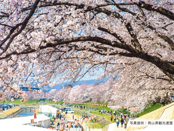 ライトアップで夜桜も楽しめる 桜ひらり｜特集 | リビング岡山Web