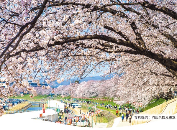 ライトアップで夜桜も楽しめる 桜ひらり｜特集 | リビング岡山Web