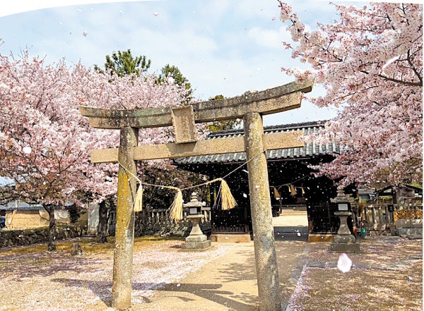 ライトアップで夜桜も楽しめる 桜ひらり｜特集 | リビング岡山Web