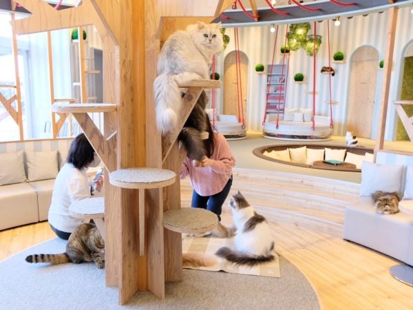 越谷レイクタウン 1日2回のごはんタイムはキュン死 猫カフェMOCHA モカ リビング埼玉Web