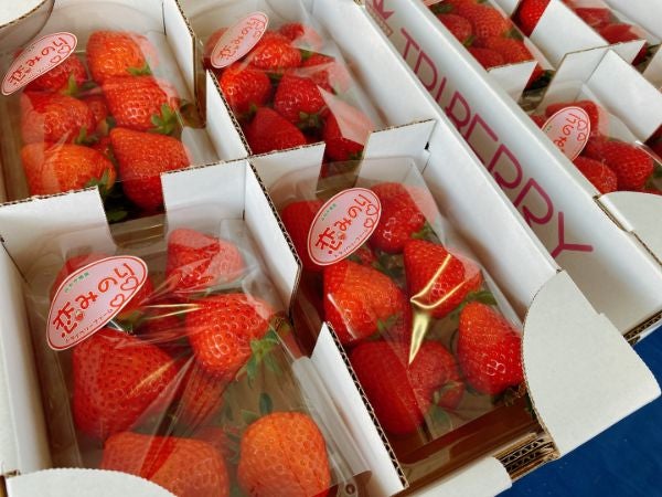 県内産のいちごが美味しい理由とは？「トライベリーファーム」【石巻