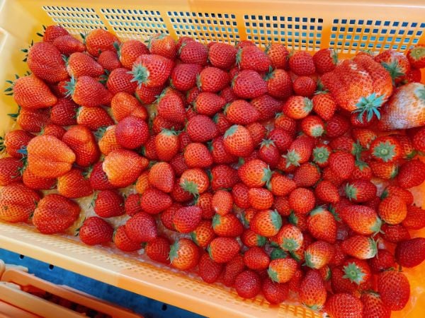 県内産のいちごが美味しい理由とは？「トライベリーファーム」【石巻