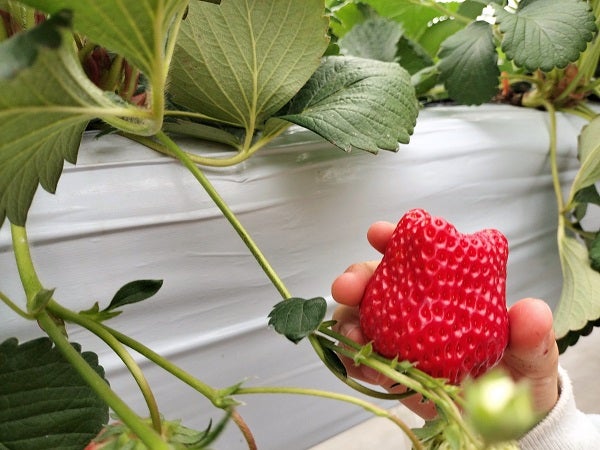 入間】練乳持参OK♪あま～い！大きくて真っ赤ないちご30分食べ放題