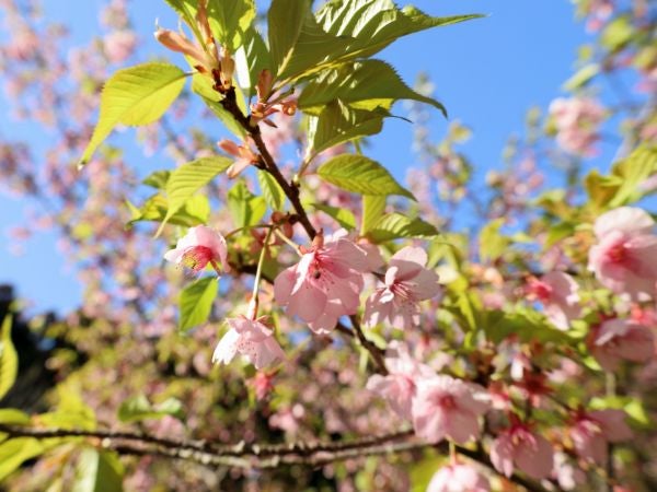 こせ渓谷の早咲き桜