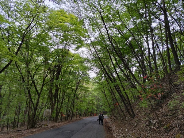 鹿沼市】「関東ふれあいのみち」でツツジ満開の古峰ヶ原高原を目指して