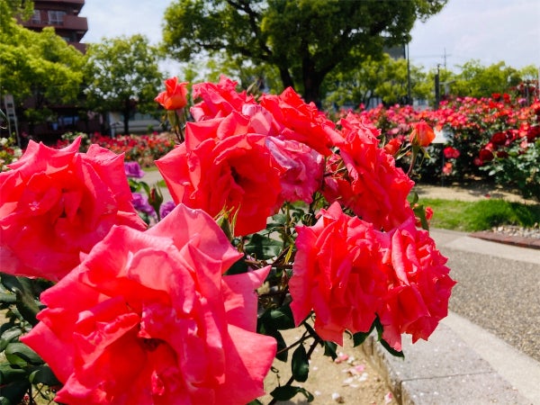 福山 ストア バラ公園 ペット